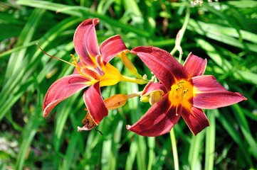 Obraz premium red lily in the garden