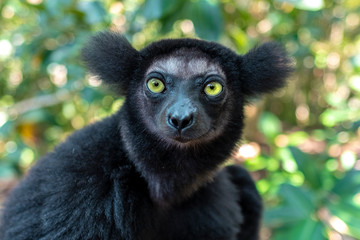 baby Beautiful image of the Indri lemur - Indri Indri. Wild nature .Madagascar.