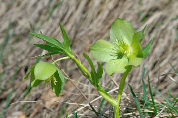Helleborus viridis ( green hellebore )