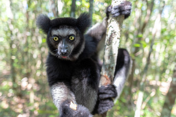 baby Beautiful image of the Indri lemur - Indri Indri. Wild nature .Madagascar.