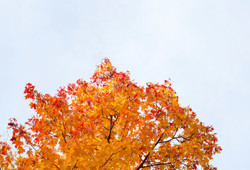 bright red maple leaves against a blue sky. autumn concept.