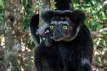 Beautiful image of the Indri lemur - Indri Indri. Together with the baby