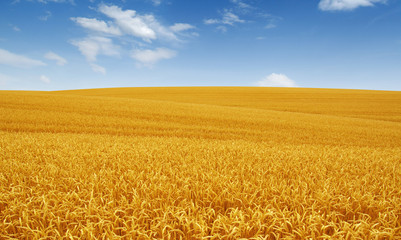 Golden wheat field