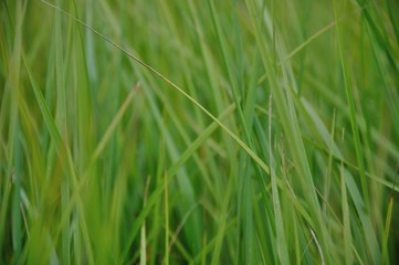 Obraz na płótnie Canvas closeup of green grass