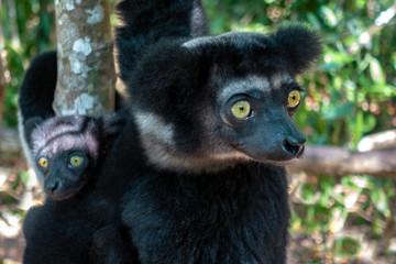 Beautiful image of the Indri lemur - Indri Indri. Together with the baby