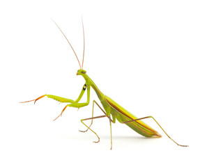 Mantis isolated on a white