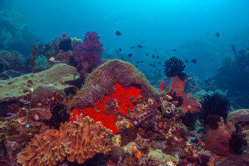 Coral reef South Pacific