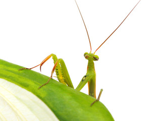 Green mantis on a plant