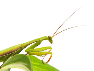Green mantis on a plant