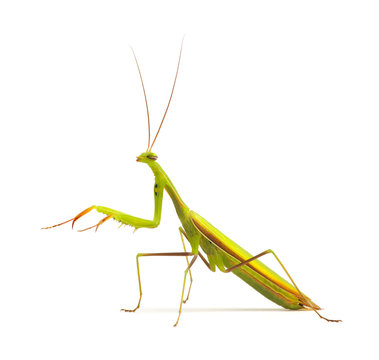 Praying Mantis Isolated On White