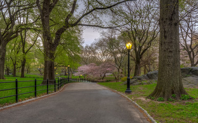 Central Park in spring