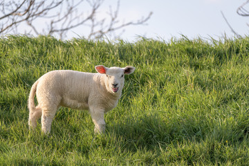 Obraz premium A bleating lamb stands in the grass on the slope of a dyke