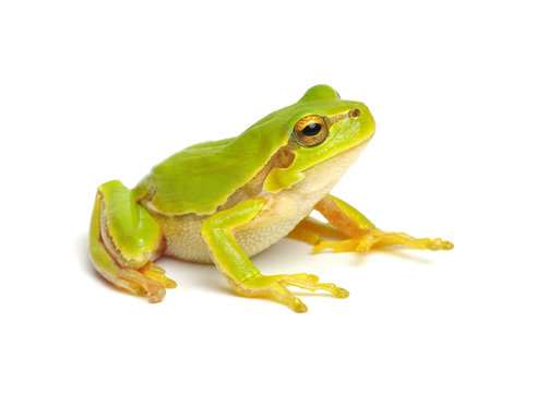 カエル の画像 718 3 件の Stock 写真 ベクターおよびビデオ Adobe Stock