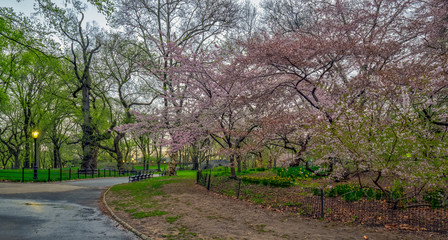 Central Park in spring