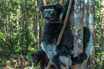 Beautiful image of the Indri lemur - Indri Indri. Wild nature .Madagascar.