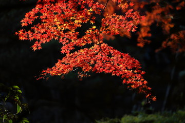 紅葉