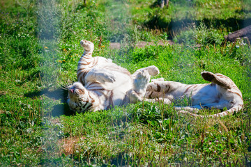 Fototapeta premium two white tigers playing with each other