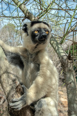 Sifaka lemur, Silky sifaka (Propithecus candidus), Madagascar