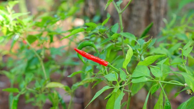 Red pepper growing on chilli tree in the backyard