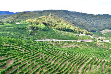 Fototapeta na wymiar green hills and vineyards