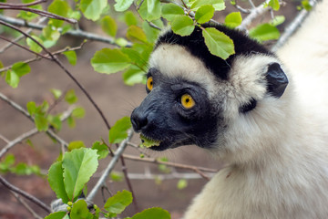 Sifaka lemur, Silky sifaka (Propithecus candidus), Madagascar