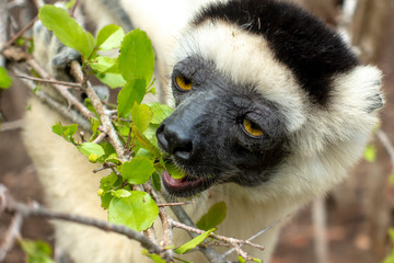 Sifaka lemur, Silky sifaka (Propithecus candidus), Madagascar