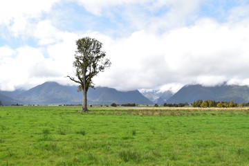 The view of New Zealand