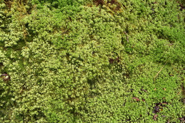 Native Plant in New Zealand