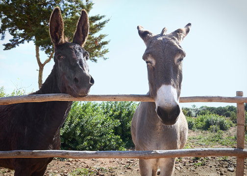 Two funny donkeys close to a wall in a farm in Formentera Island in a sunny day