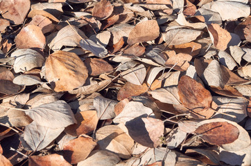 floor covered with brown dried leaves in a sunny day