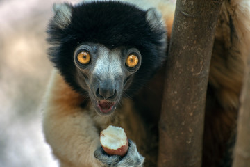 Crowned sifaka lemur ( Propithecus coronatus ), Portrait. Madagascar - wild nature.