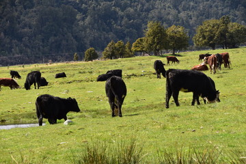 The view of New Zealand