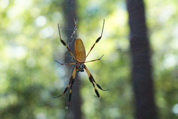 Golden Silk Orb Weaver Spider
