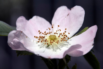 Anemone flower