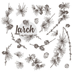 Set ink hand drawn sketch of larch branches with pinecones isolated on white background Good idea for vintage Merry christmas card, new year conifer tree pattern or decorative design. - obrazy, fototapety, plakaty