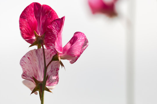 Pias 이미지 찾아보기 109 스톡 사진, 벡터 및 비디오 Adobe Stock