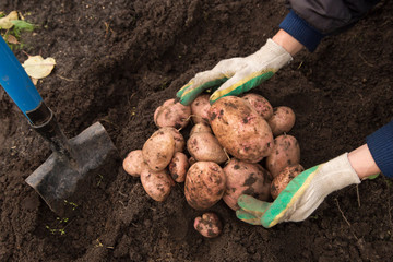 Farmer hands harvesting organic potatoes harvest in garden