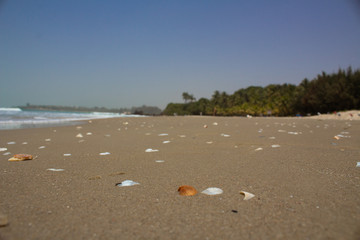 Beach with seashells laying in the sand