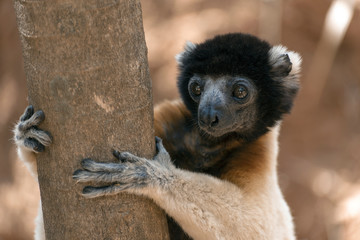 Crowned sifaka lemur ( Propithecus coronatus ), Portrait. Madagascar - wild nature.