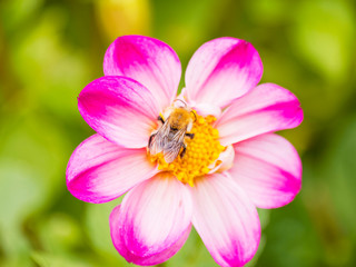 Bombus pascuorum | Eine Ackerhummel erntet den Nektar einer Dahlienblume