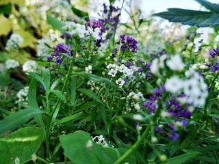 blue flowers in the garden