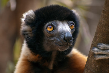 Crowned sifaka lemur ( Propithecus coronatus ), Portrait. Madagascar - wild nature.