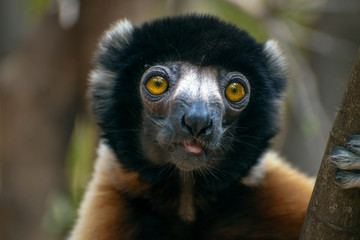 Crowned sifaka lemur ( Propithecus coronatus ), Portrait. Madagascar - wild nature.