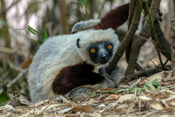 Crowned sifaka lemur ( Propithecus coronatus ), Portrait. Madagascar - wild nature.