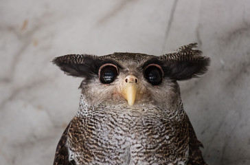 Portrait of angry frightened barred eagle-owl, also called the Malay eagle-owl, awaked and disturbed by strange sound and gazing enormous brown eyes.