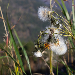 Dry grass close-up. Hiking in the mountains.