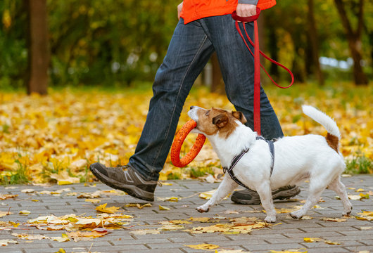 Dog walking on leash in fall park holding orange toy in mouth