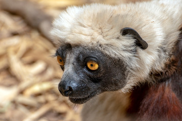 Obraz premium Crowned sifaka lemur ( Propithecus coronatus ), Portrait. Madagascar - wild nature.