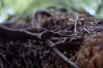 Fototapeta premium tree roots