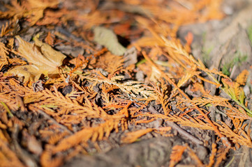 autumn leaves on ground